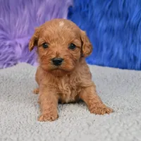 Apollo, a male Cavapoo for sale in Donna, TX – 3 of 10