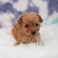 Penny , a female Maltipoo for sale in Donna, TX – 4 of 6