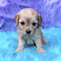 Piper , a female Cavapoo for sale in Donna, TX – 6 of 9
