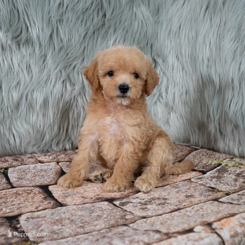 Ivy  Micro-Mini – Miniature Goldendoodle puppy for sale in Donna, TX