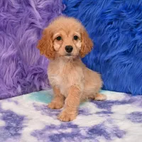 Thor , a male Cockapoo for sale in Donna, TX – 4 of 10