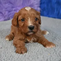 Fluffy, a male Cavapoo for sale in Donna, TX – 5 of 10