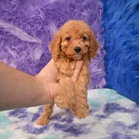 Minnie , a female Cockapoo for sale in Donna, TX – 7 of 10