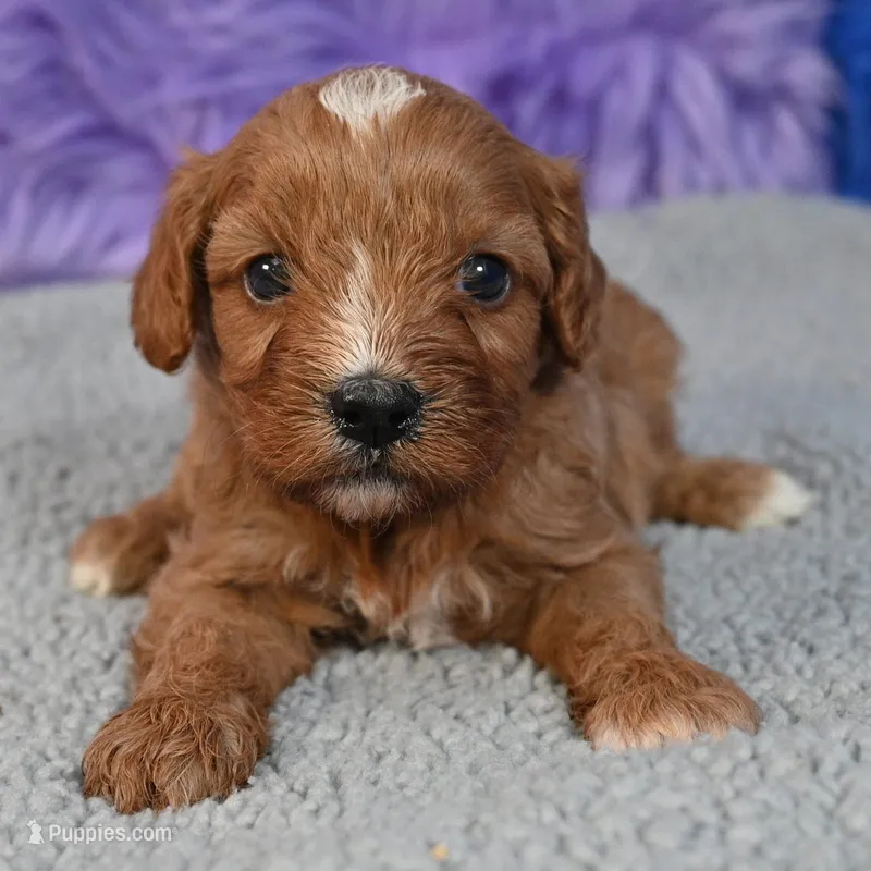 Fluffy, a male Cavapoo for sale in Donna, TX – 1 of 10