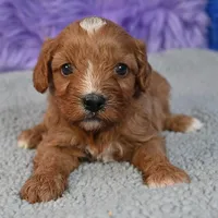 Fluffy, a male Cavapoo for sale in Donna, TX – 1 of 10
