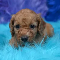 Minnie , a female Cockapoo for sale in Donna, TX – 2 of 8