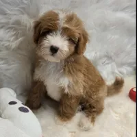 George, a male Maltipoo for sale in Donna, TX – 1 of 7