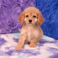 Perla , a female Cockapoo for sale in Donna, TX – 7 of 10