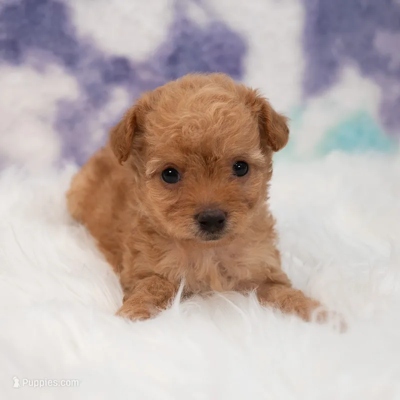 Penny  – Maltipoo puppy for sale in Donna, TX