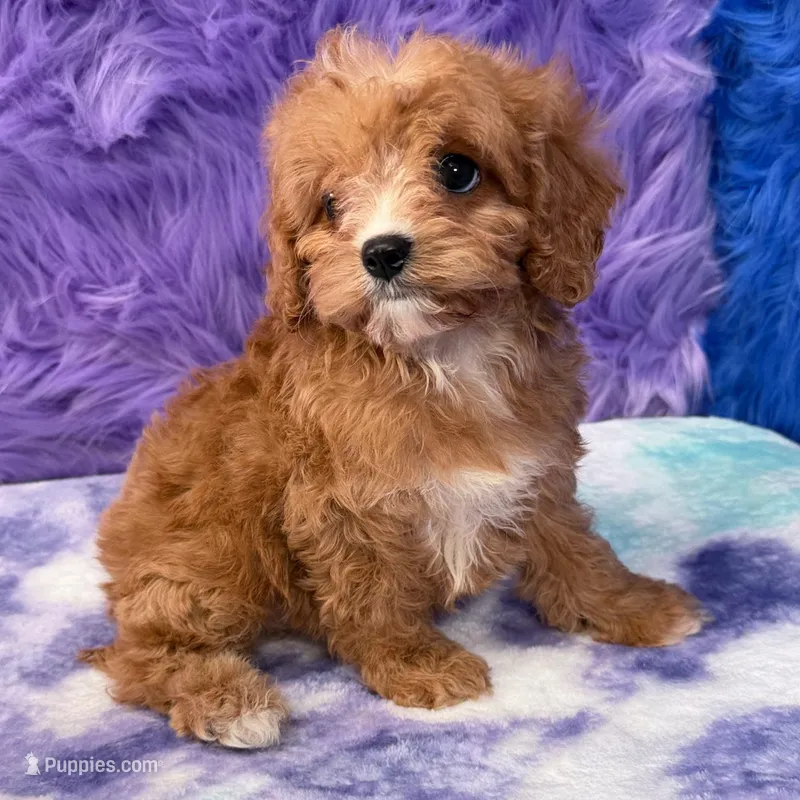 Stella  – Cavapoo puppy for sale in Donna, TX