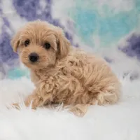 Callie , a female Maltipoo for sale in Donna, TX – 4 of 6