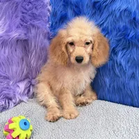 Thor  - 7 day return policy, a male Cockapoo for sale in Donna, TX – 9 of 10