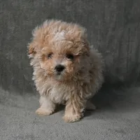 Max, a male Maltipoo for sale in Donna, TX – 2 of 9