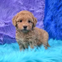 Harper  Micro size, a female Miniature Goldendoodle for sale in Donna, TX – 6 of 6
