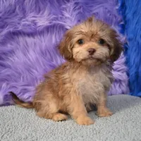 Sergio - Malshipoo, a male Shihpoo for sale in Donna, TX – 6 of 10
