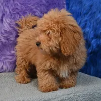 Paul - 7 day return policy, a male Shihpoo for sale in Donna, TX – 3 of 9