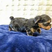 3939, a male Yorkshire Terrier for sale in Donna, TX – 9 of 10