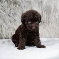 Athena , a female Poodle - Miniature  for sale in Donna, TX – 2 of 7