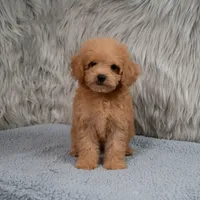 Lily  Micro-Mini, a female Miniature Goldendoodle for sale in Donna, TX – 4 of 6