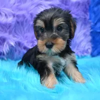 Jen , a female Yorkshire Terrier for sale in Donna, TX – 6 of 10
