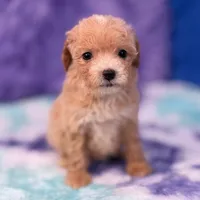 Linda, a female Maltipoo for sale in Donna, TX – 8 of 10