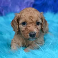 Minnie , a female Cockapoo for sale in Donna, TX – 6 of 8