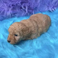 Jasper , a male Poodle - Miniature  for sale in Donna, TX – 3 of 10