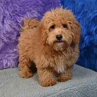 Paul - 7 day return policy, a male Shihpoo for sale in Donna, TX – 4 of 9