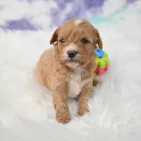 Jack, a male Cavapoo for sale in Donna, TX – 4 of 7