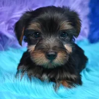 Gus , a male Yorkshire Terrier for sale in Donna, TX – 2 of 10