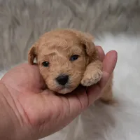 Apollo , a male Miniature Goldendoodle for sale in Donna, TX – Photo 10 of 10