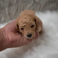 Apollo , a male Miniature Goldendoodle for sale in Donna, TX – Photo 5 of 10