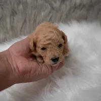 Apollo , a male Miniature Goldendoodle for sale in Donna, TX – Photo 6 of 10