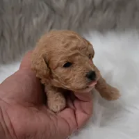Apollo , a male Miniature Goldendoodle for sale in Donna, TX – Photo 3 of 10