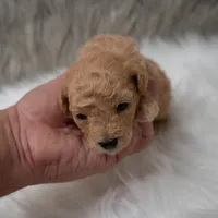 Apollo , a male Miniature Goldendoodle for sale in Donna, TX – Photo 4 of 10