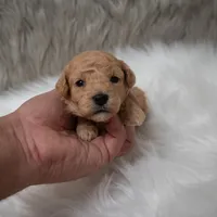 Apollo , a male Miniature Goldendoodle for sale in Donna, TX – Photo 7 of 10