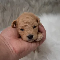Apollo , a male Miniature Goldendoodle for sale in Donna, TX – Photo 9 of 10