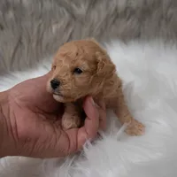 Apollo , a male Miniature Goldendoodle for sale in Donna, TX – Photo 2 of 10