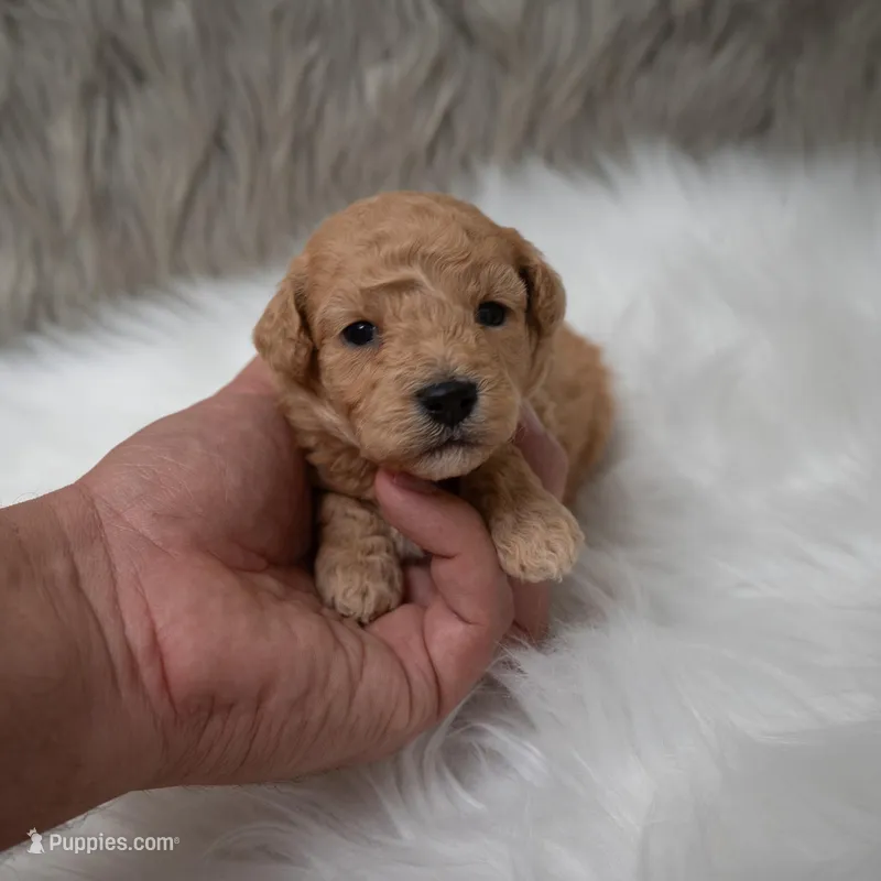 Apollo , a male Miniature Goldendoodle for sale in Donna, TX – Photo 1 of 10