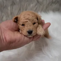 Apollo , a male Miniature Goldendoodle for sale in Donna, TX – Photo 8 of 10