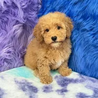 Paul , a male Shihpoo for sale in Donna, TX – 4 of 10