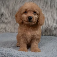 Ranger  Micro-Mini, a male Miniature Goldendoodle for sale in Donna, TX – 7 of 7