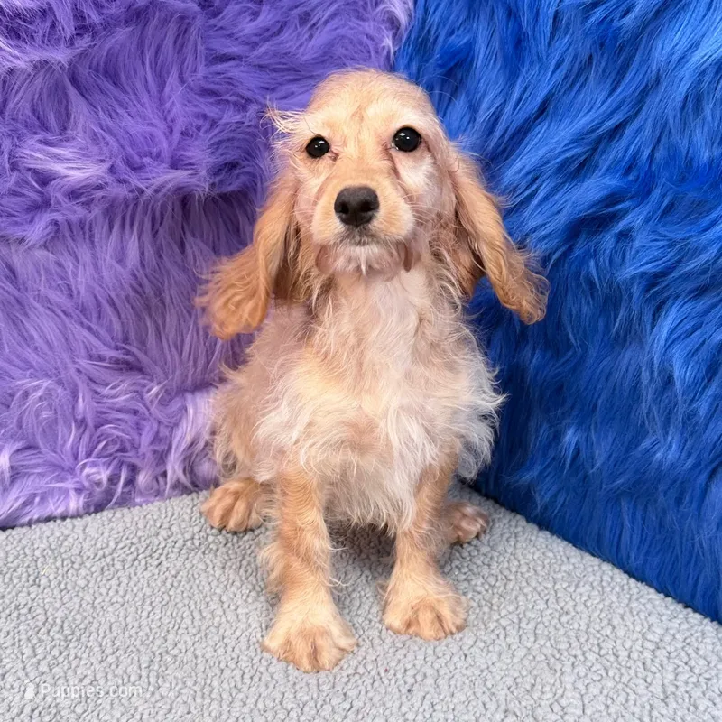 Annie  – Cockapoo puppy for sale in Donna, TX