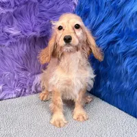 Annie  - 7 day return guarantees, a female Cockapoo for sale in Donna, TX – 1 of 10
