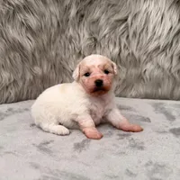 Princess, a female Bichpoo for sale in Donna, TX – Photo 8 of 8