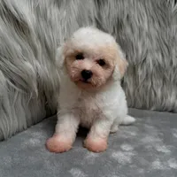 Princess, a female Bichpoo for sale in Donna, TX – Photo 3 of 9