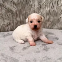 Princess, a female Bichpoo for sale in Donna, TX – Photo 6 of 8