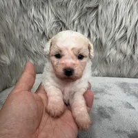 Princess, a female Bichpoo for sale in Donna, TX – Photo 1 of 8