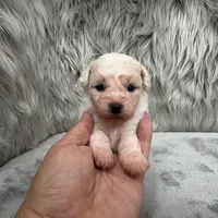 Princess, a female Bichpoo for sale in Donna, TX – Photo 2 of 8