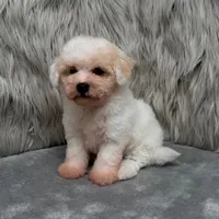 Princess, a female Bichpoo for sale in Donna, TX – Photo 6 of 9